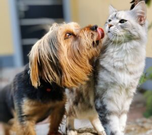 cães e gatos
