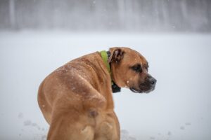 cães no frio