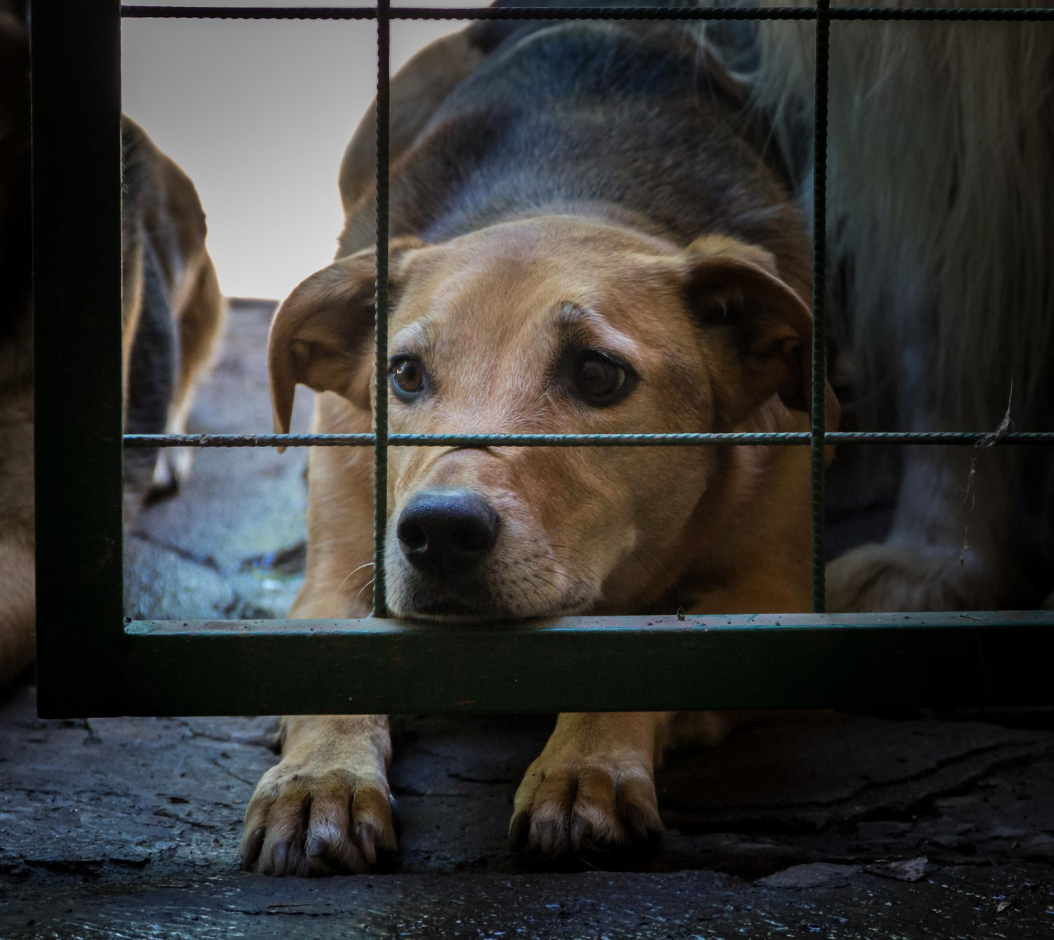 Abandono e maus-tratos aos animais é crime – CRMV-RJ