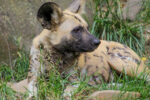 cães selvagens