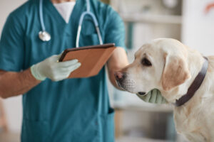 cães urina