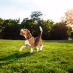 Dia Mundial do Cachorro: A-B-C e Z do melhor amigo do homem