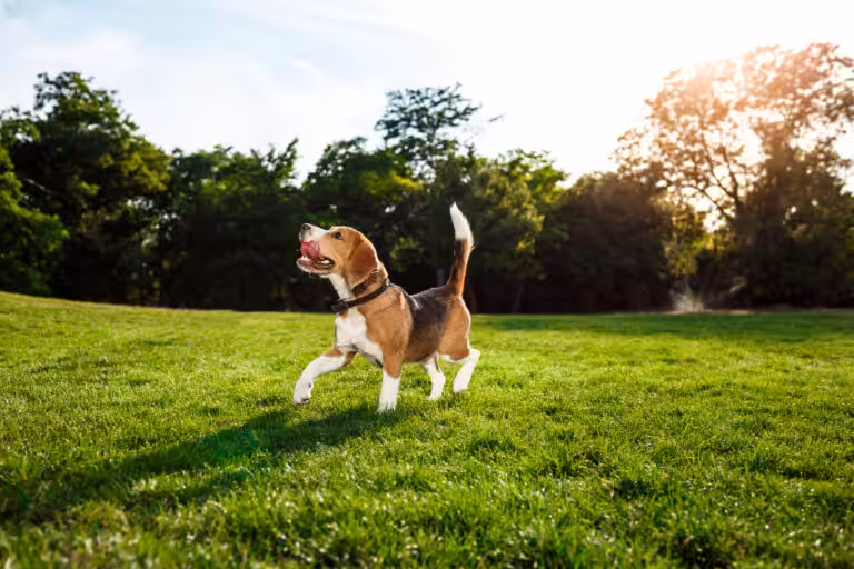 Dia Mundial do Cachorro: A-B-C e Z do melhor amigo do homem
