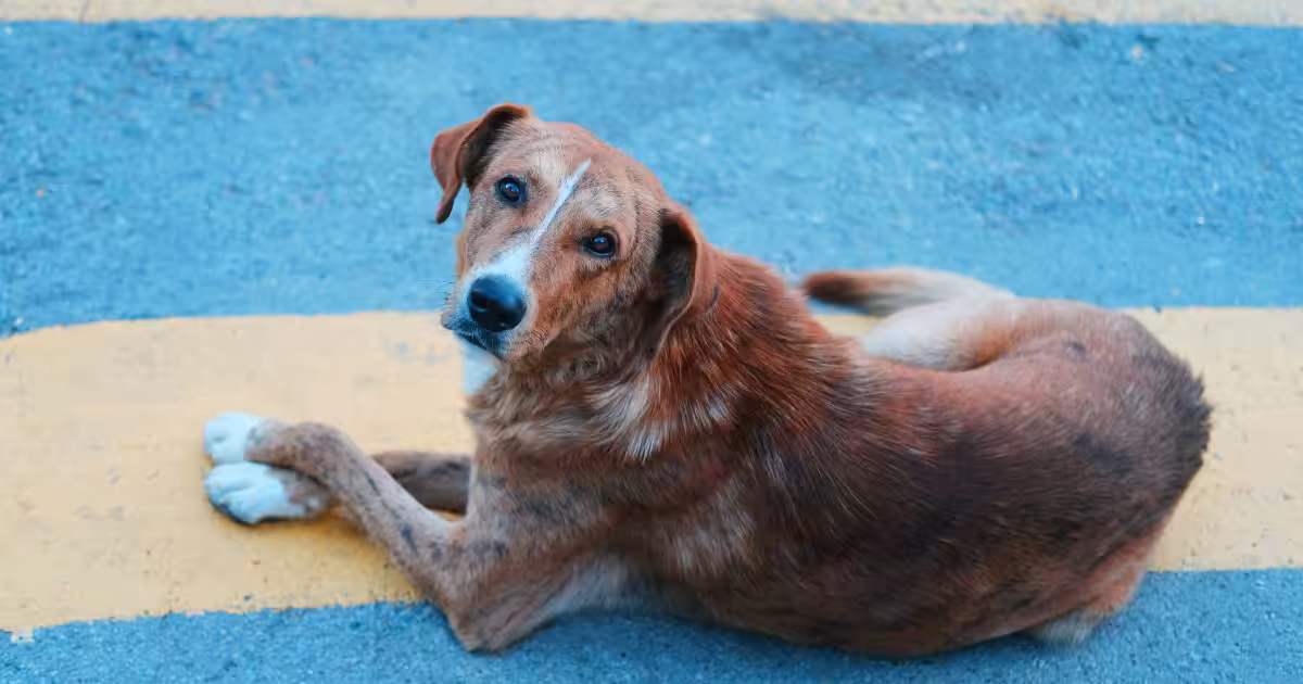CCZ reforça riscos à saúde e segurança de cães e gatos soltos nas ruas