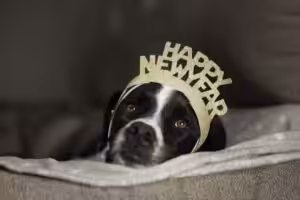Cuidado em dobro: veterinária orienta tutores sobre bem-estar e segurança para incluir pets nas festas de fim de ano 
