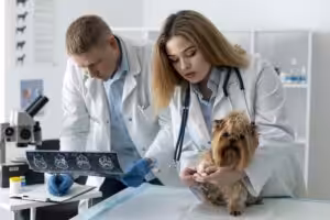 Manejo da hérnia umbilical em cães e gatos: o que precisa ser avaliado