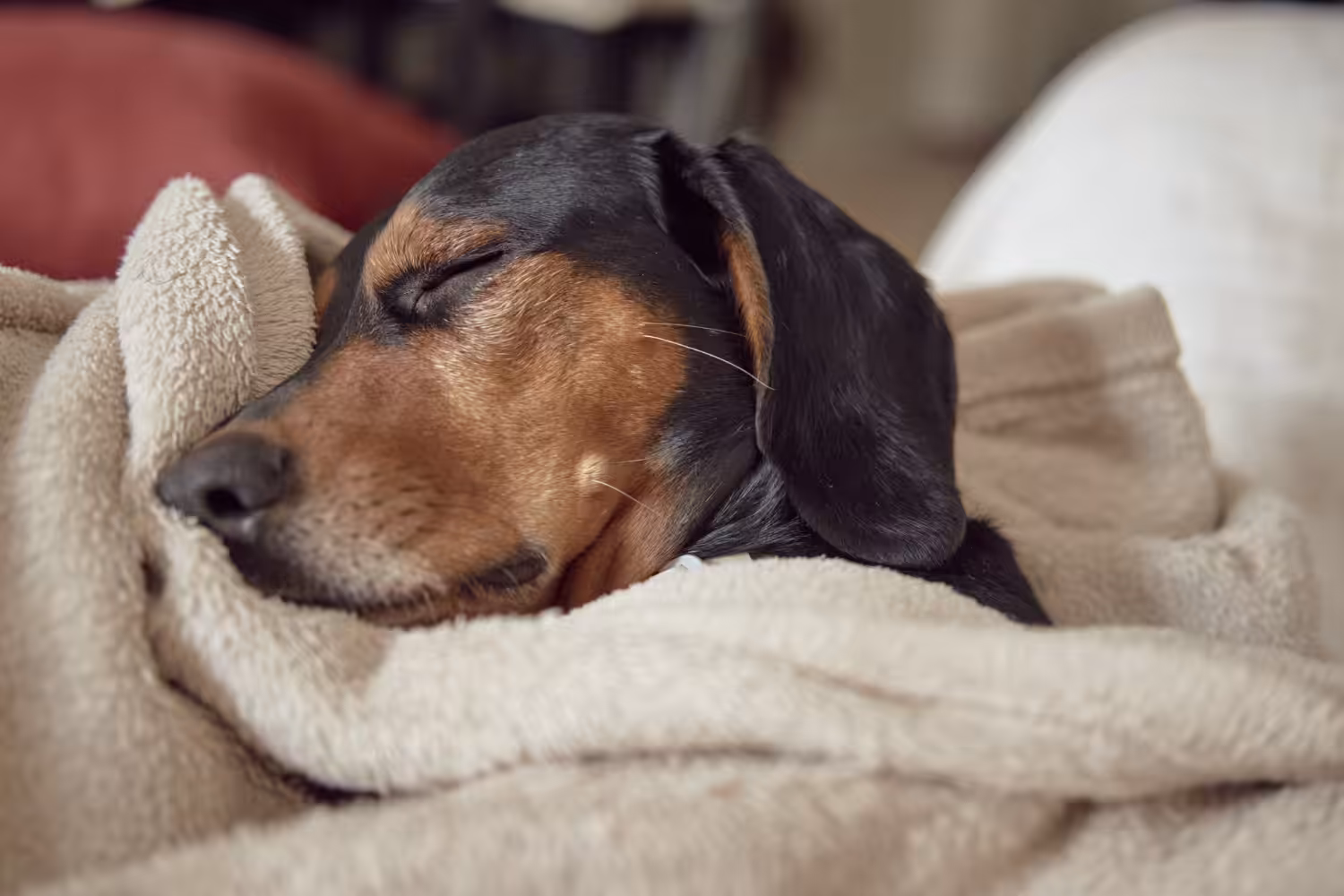 Como identificar depressão, ansiedade e estresse em cães e gatos?
