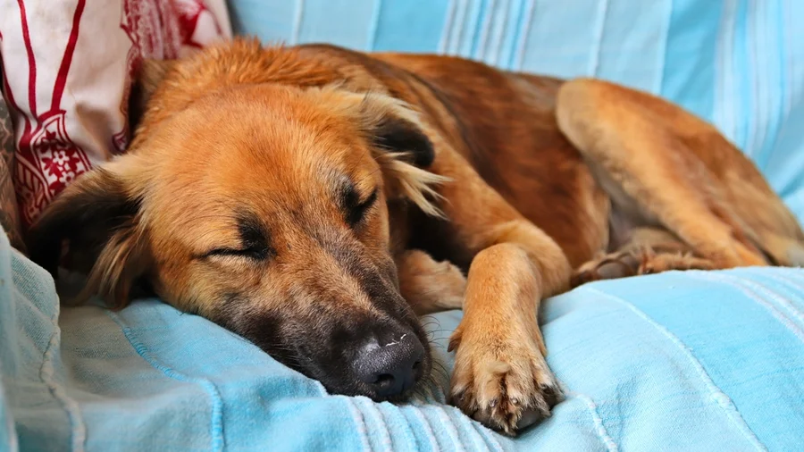 Sono dos pets: quantidade não é tudo