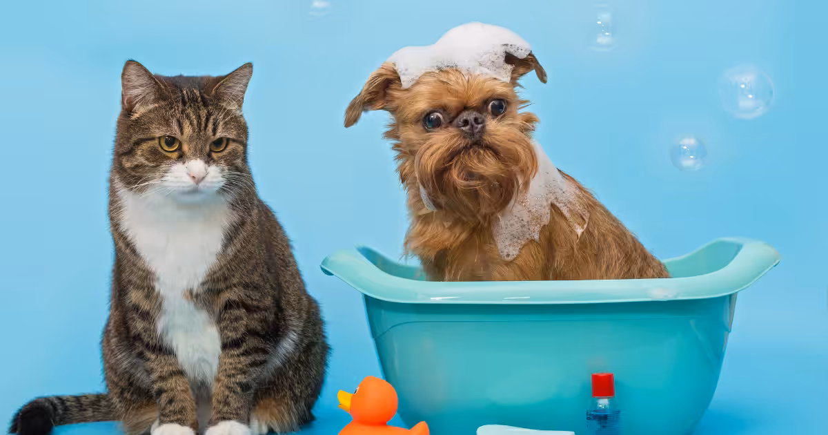 Estudo do CEUB revela que banho fora de casa pode causar estresse grave e até morte em cães e gatos