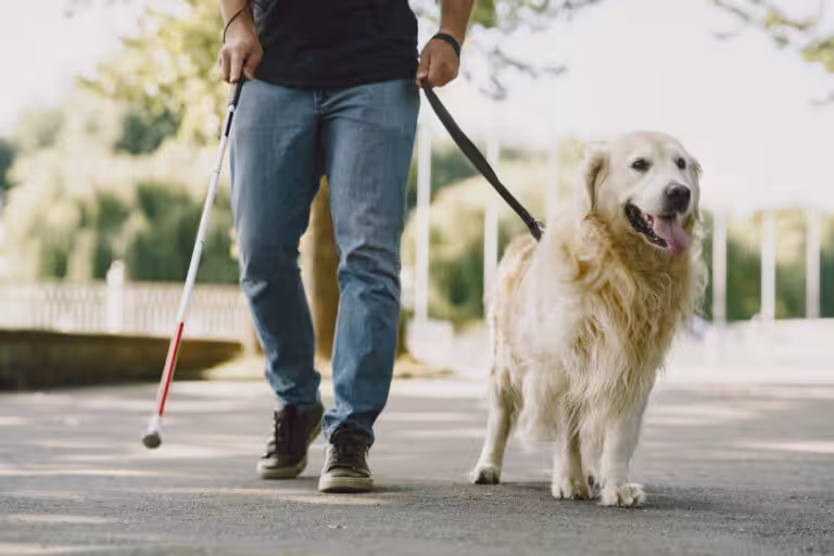 Cães de assistência e cães-guia combinam amor com serviço exemplar para quem precisa