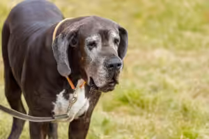cão idoso passeando