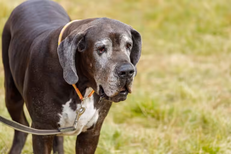 Quando não há cura, cuidados paliativos podem ser a resposta
