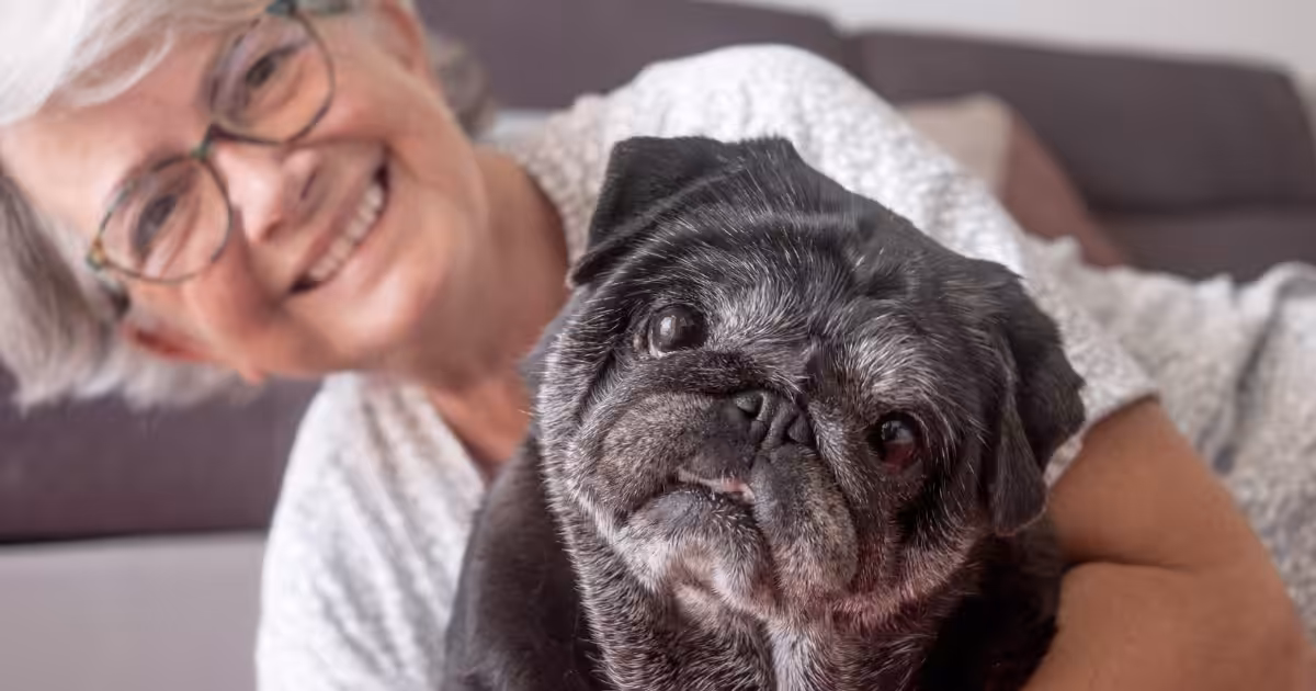 Profissional dá dicas para garantir o envelhecimento saudável do seu cão