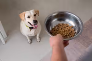 cão labrador esperando por comida