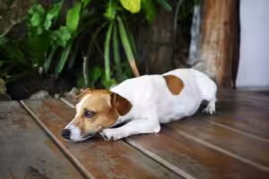 Doenças de verão: como proteger cães e gatos dos riscos mais comuns da estação