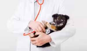 Como anda a saúde dos pets no Brasil? PetCenso Saúde revela dados inéditos sobre cães e gatos