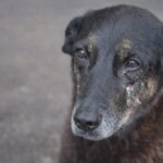 Decreto “Cão Orelha” aumenta multas por maus-tratos a animais, que podem chegar a R$1 milhão