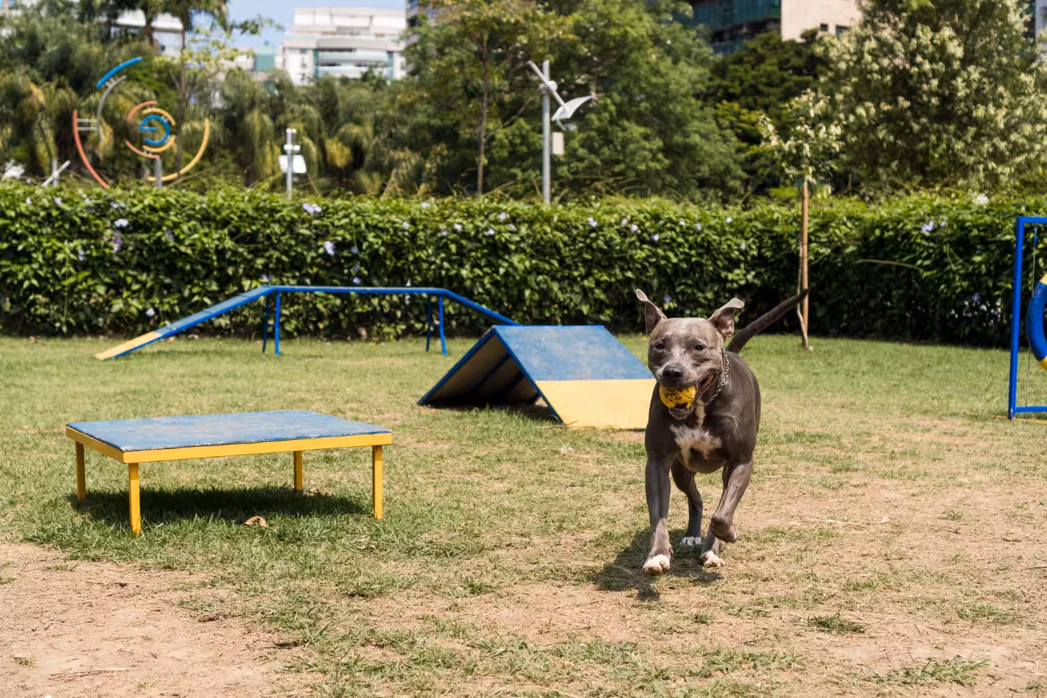 Quais os benefícios da creche para cães e os requisitos para oferecer esse serviço?