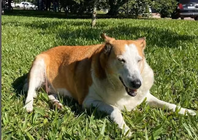 Após dez anos vivendo em campus de universidade, cão Silveira encontra um lar