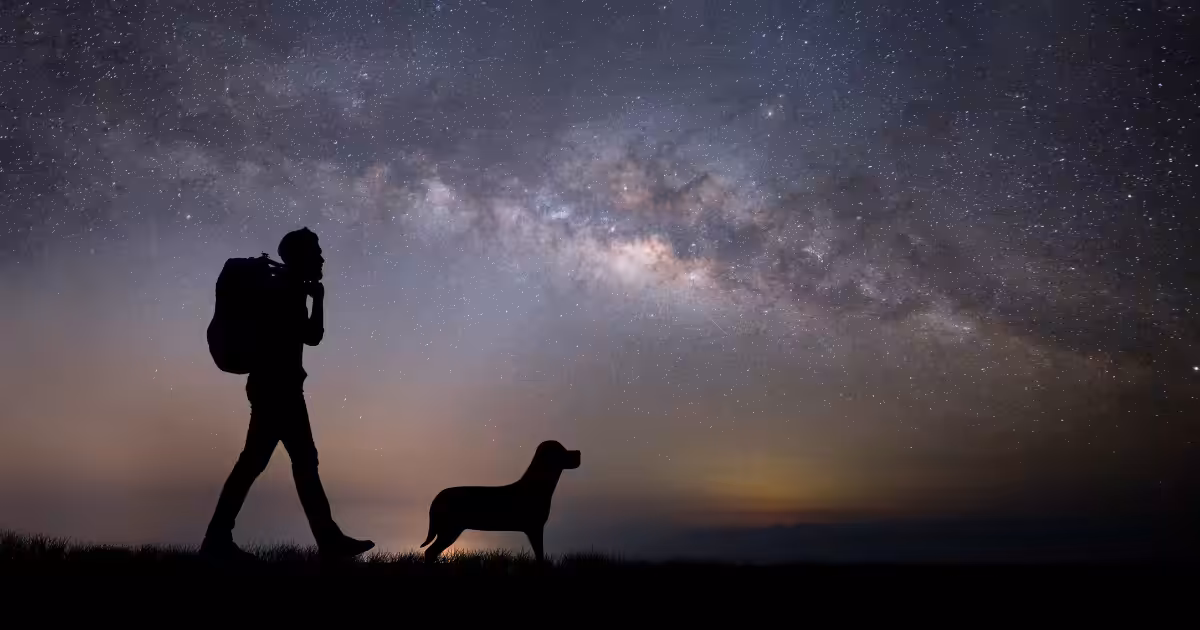 Romance inspirado em cão que percorre o país emociona com lições sobre amor, perda e superação