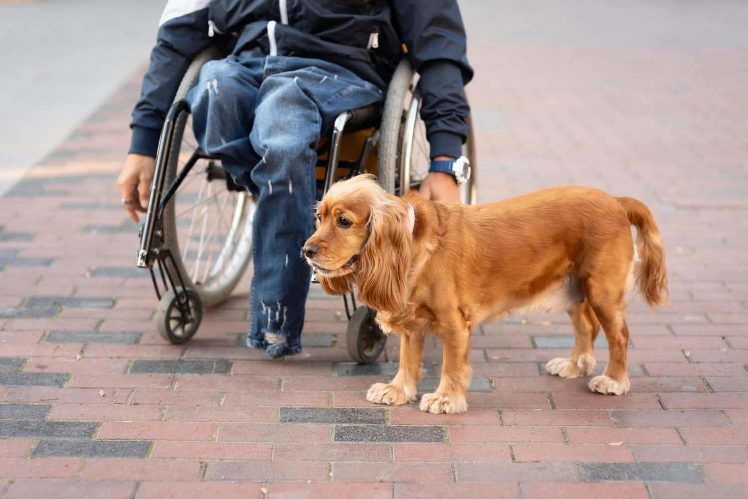 Cão o melhor amigo dos seres humanos