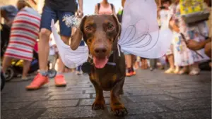 Carnaval com pets: como proteger cães e gatos nos blocos de rua