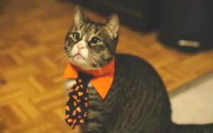 Carnaval com responsabilidade: como proteger cães e gatos durante a folia