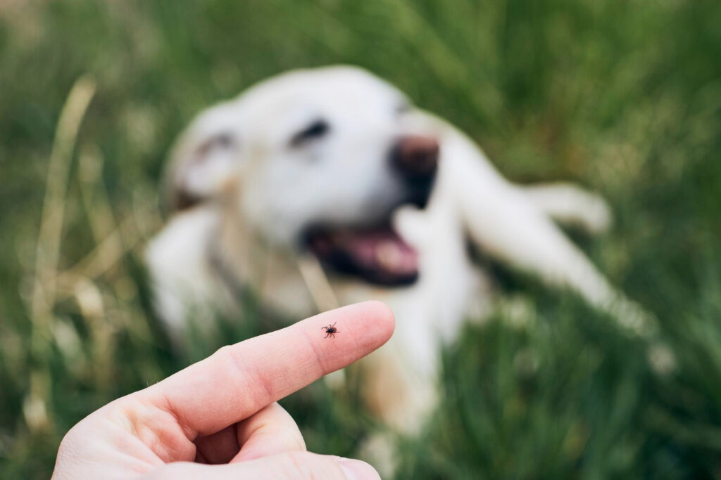 Febre maculosa: qual o papel dos cães na transmissão da doença?