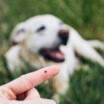 Febre maculosa: qual o papel dos cães na transmissão da doença?