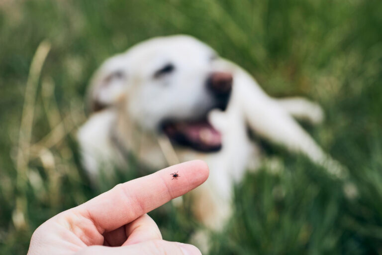 Febre maculosa: qual o papel dos cães na transmissão da doença?