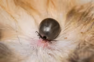 carrapato no pelo dos cães