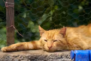 Calor intenso exige atenção redobrada à alimentação e à hidratação dos pets