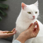 Dietas terapêuticas para cães e gatos: quando são indicadas e como auxiliam no tratamento