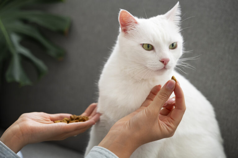 Dietas terapêuticas para cães e gatos: quando são indicadas e como auxiliam no tratamento