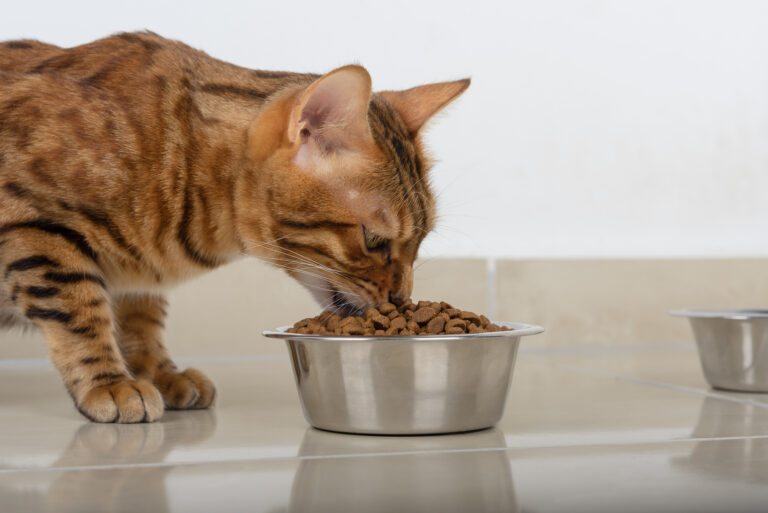 Nutrição felina: descubra como alimentar seu gato do jeito certo