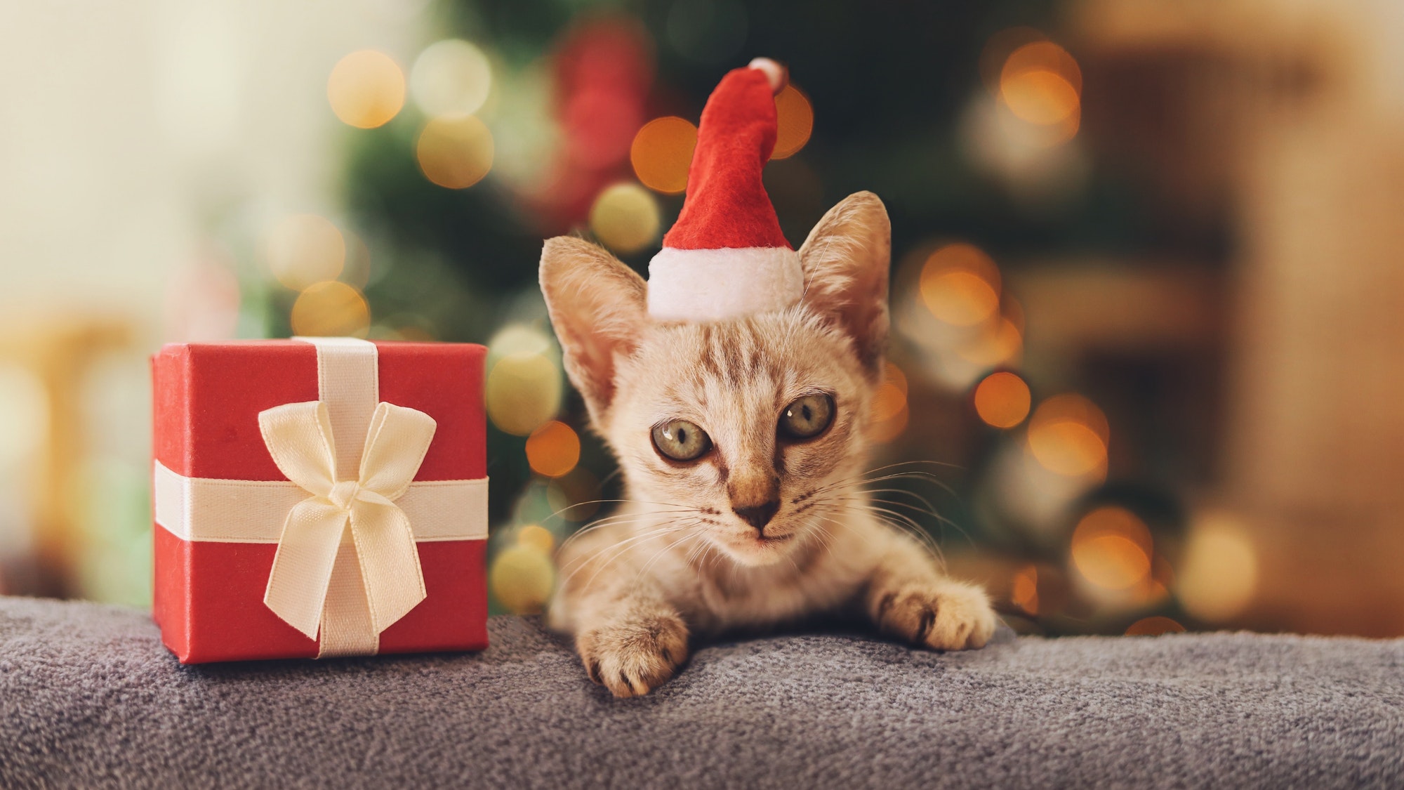 cat in christmas hat