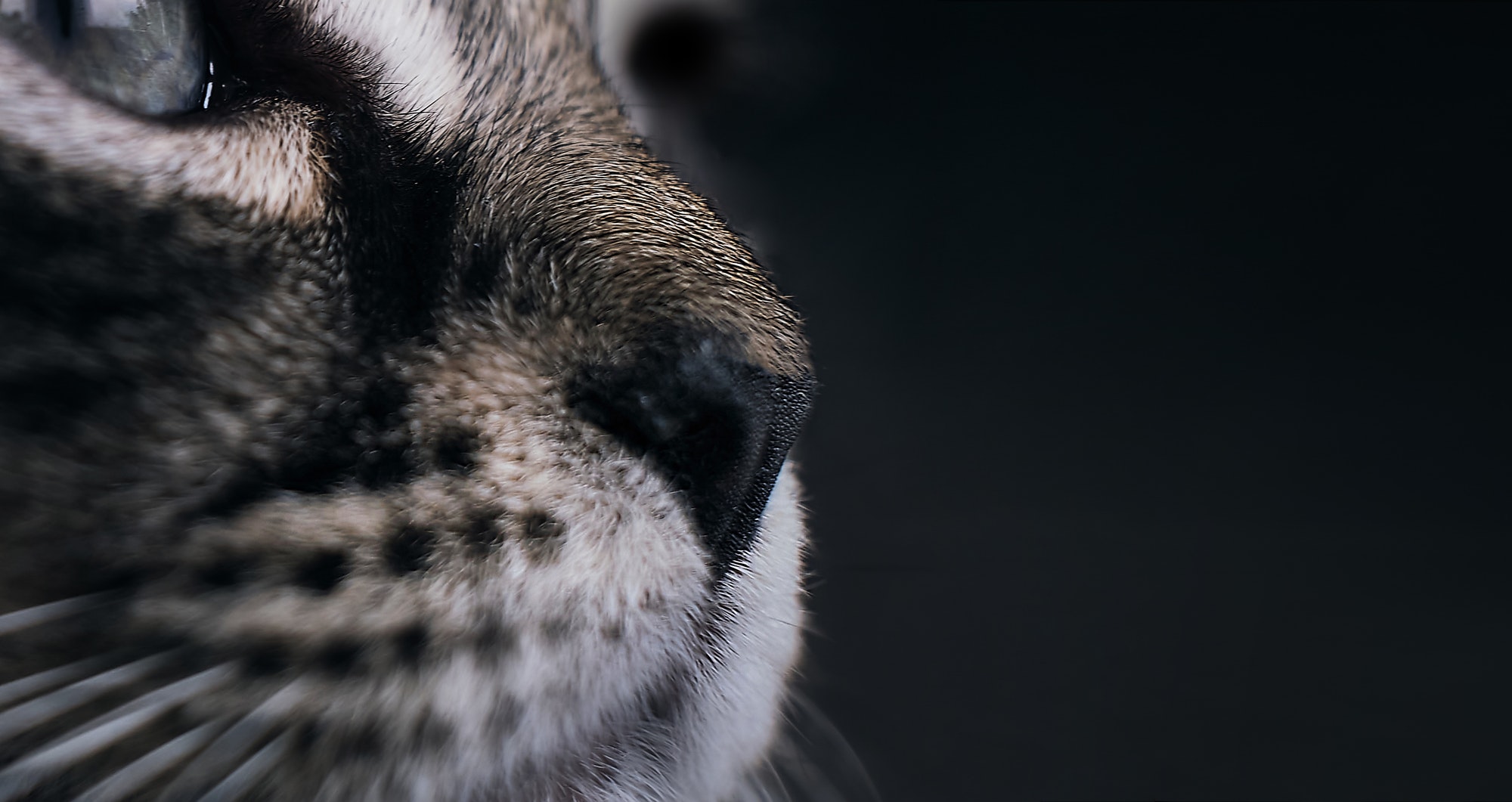 Cat nose on black background. Head of tabby smelling or sniffing. Selective focus on nostrils with