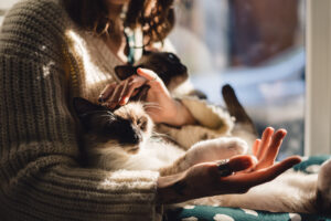 gatos