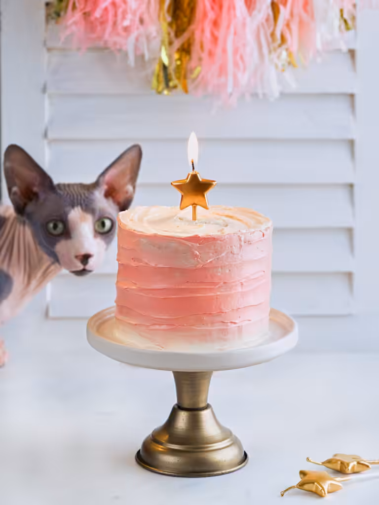 Cat's birthday. Cute sphynx cat near the birthday party cake a white light background.