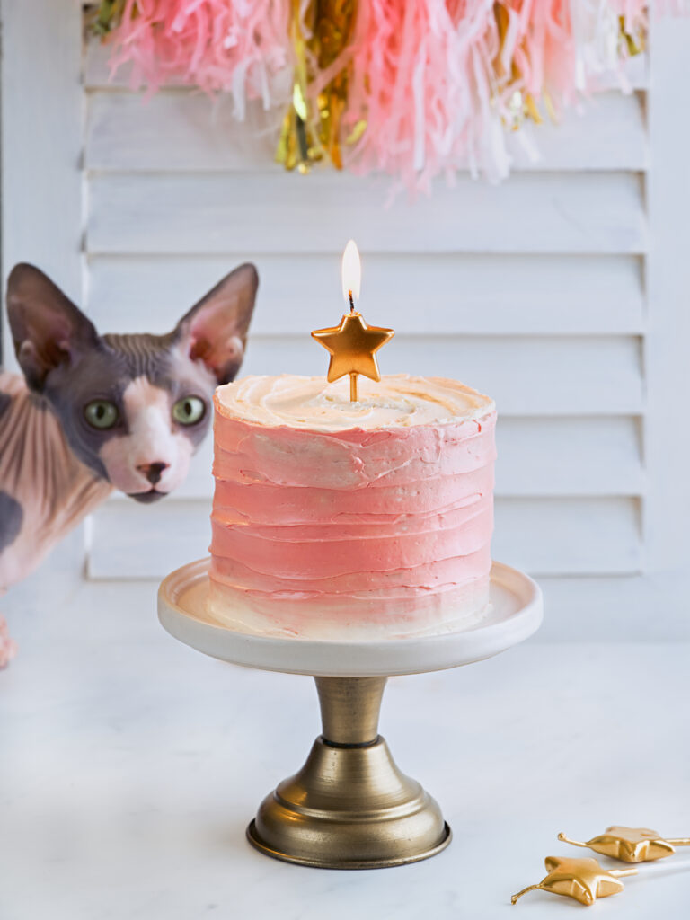 Cat's birthday. Cute sphynx cat near the birthday party cake a white light background.