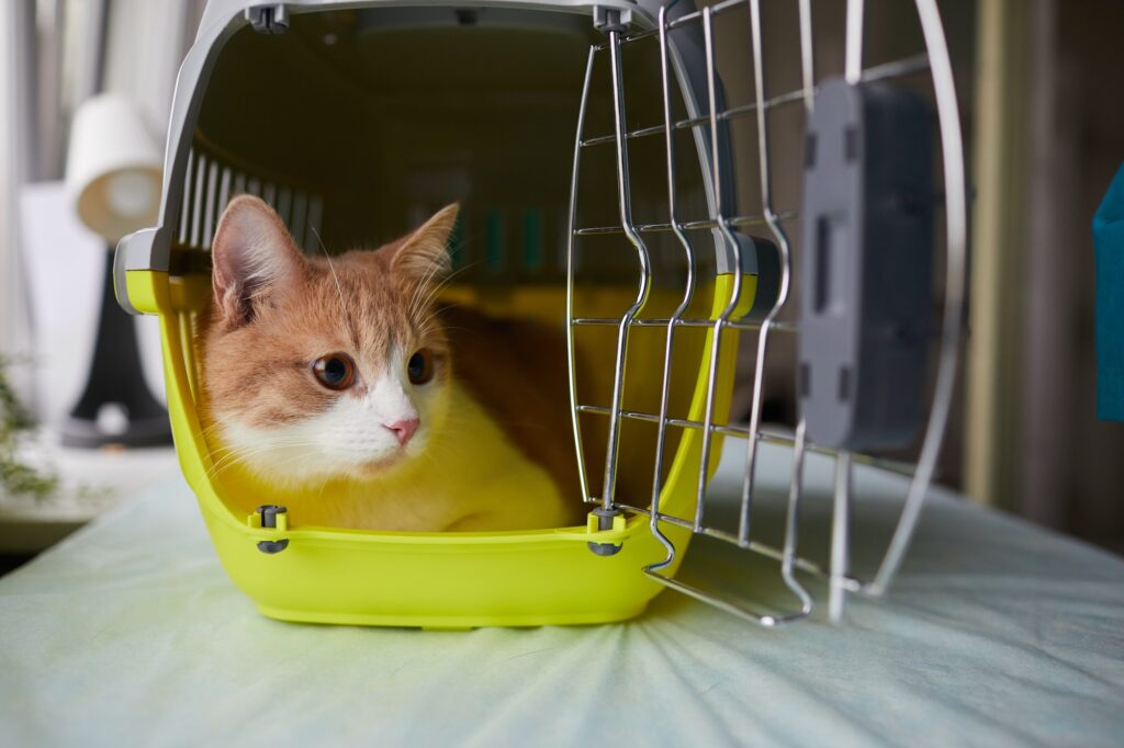 Cat sitting in the cage