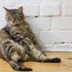 Gato acima do peso: veja como ajudar no emagrecimento com segurança