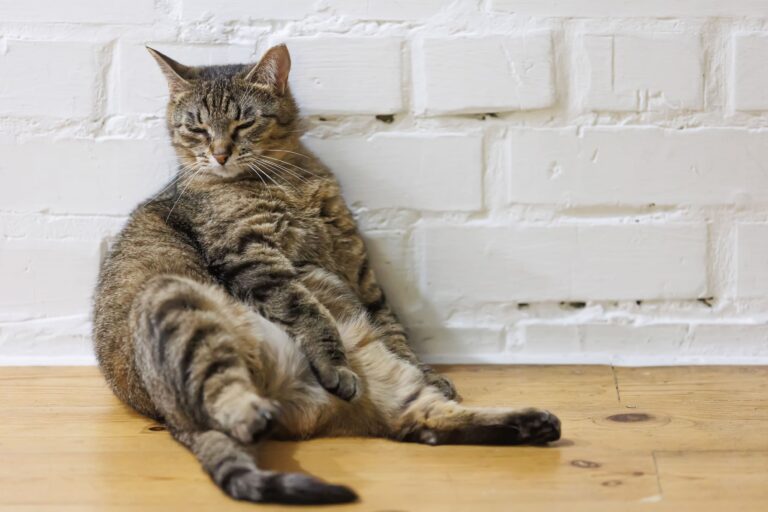 Gato acima do peso: veja como ajudar no emagrecimento com segurança