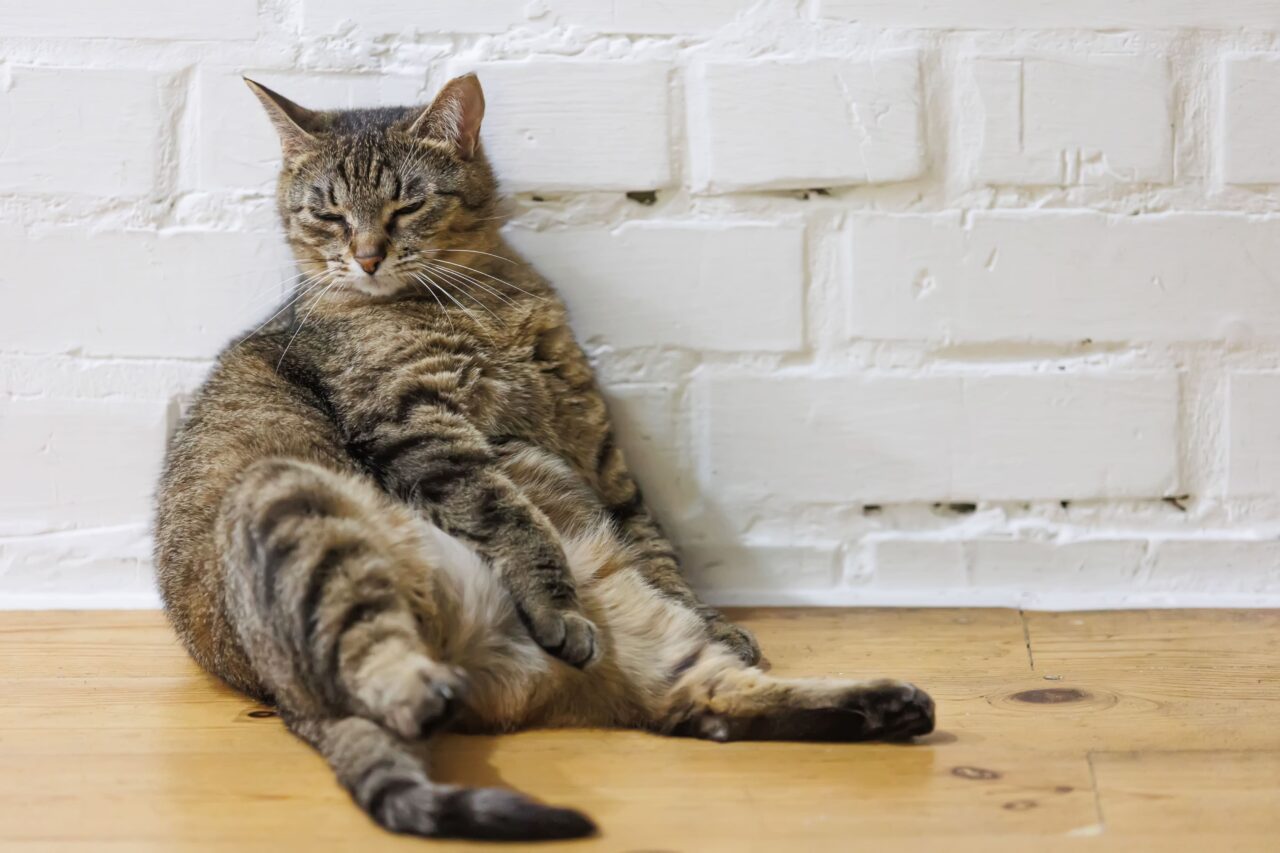 Gato acima do peso: veja como ajudar no emagrecimento com segurança