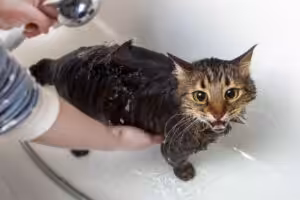 Banho em gatos: permitido ou não?