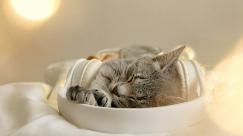 Cat with white wireless headphones lying and enjoys in comfortable bed