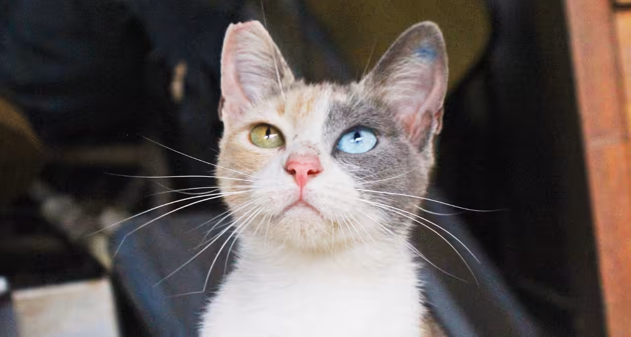 Seminário de Saúde Única do CRMV-MA aborda a importância do método CED 