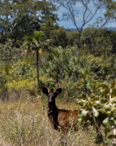 cervo-do-pantanal