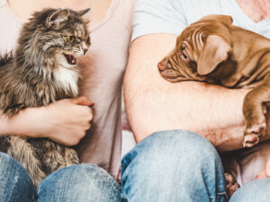 gatos e cães