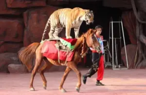 Dia do circo reforça combate à exploração de animais em espetáculos